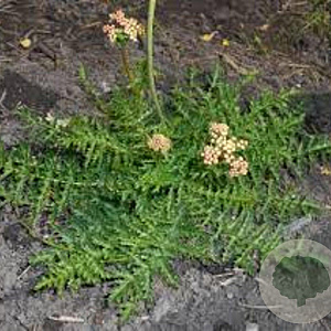 Filipendula vulgaris 'Multiplex' GM P9