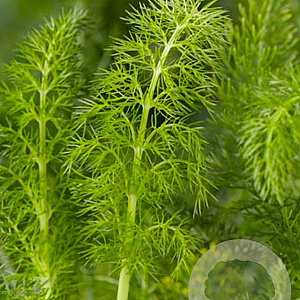 Foeniculum vulgare GM P9