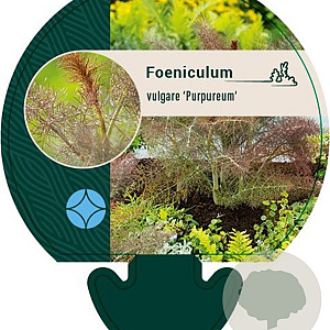 Foeniculum vulgare 'Purpureum' GM P9