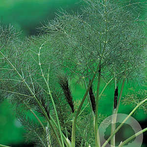 Foeniculum vulgare 'Purpureum' GM P9