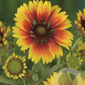 Gaillardia 'Kobold' GM P9