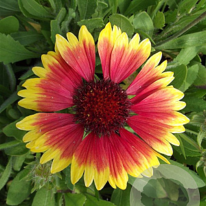 Gaillardia 'Kobold' GM P9