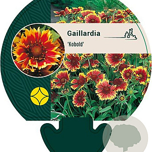 Gaillardia 'Kobold' GM P9