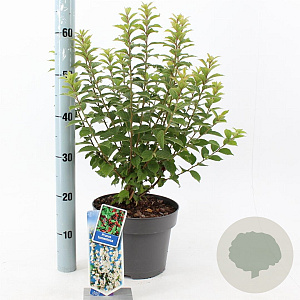 Prunus tomentosa 30-40 cm 5,0L