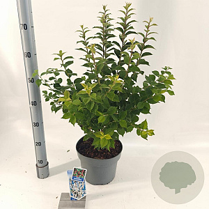 Prunus tomentosa 30-40 cm 5,0L