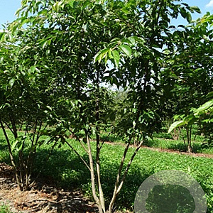 Prunus yedoensis 400-450 cm draadkluit meerstammig