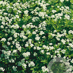 Galium odoratum GM P9