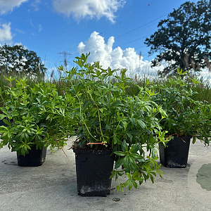 Galium odoratum GM P9