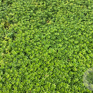 Galium odoratum GM P9