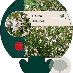 Gaura lindheimeri GM P9