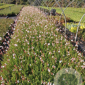 Gaura lindheimeri GM P9