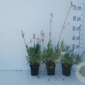Gaura lindheimeri GM P9