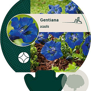 Gentiana acaulis GM P9