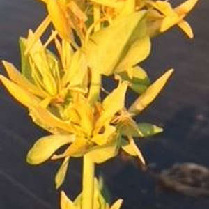 Gentiana lutea GM P9