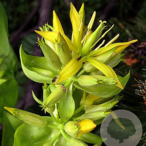 Gentiana lutea GM P9