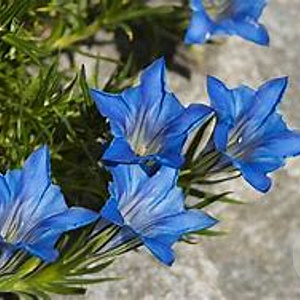 Gentiana sino-ornata GM P9