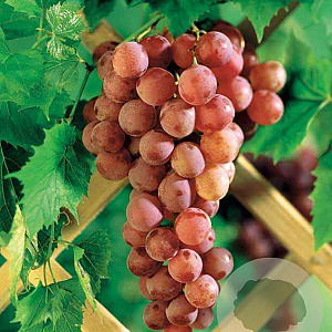 Vitis 'Chasselas Rosé' 150-175 cm vierkant rond 5,5L