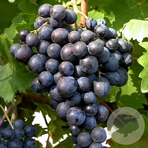 Vitis 'Muscat Hamburg' 150-175 cm vierkant rond 5,5L