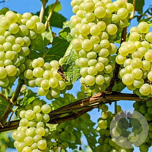 Vitis 'Palatina' 150-175 cm vierkant rond 5,5L