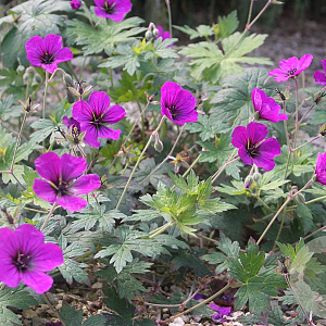 Geranium 'Anne Thomson' GM P9