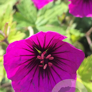 Geranium 'Anne Thomson' GM P9