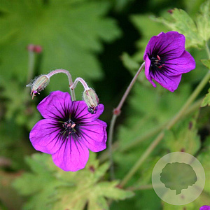 Geranium 'Anne Thomson' GM P9