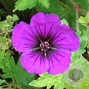 Geranium 'Anne Thomson' GM P9