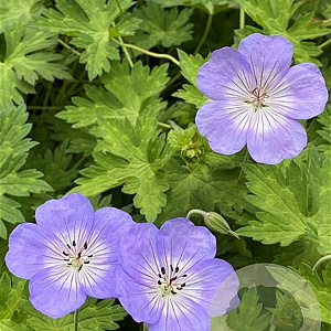 Geranium 'Azure Rush' GM P9