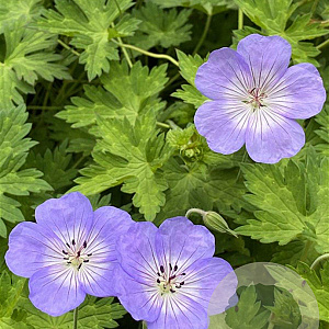 Geranium 'Azure Rush' GM P9