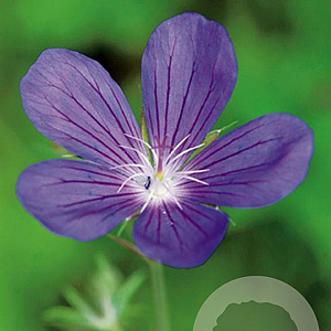 Geranium Blue Sunrise GM P9