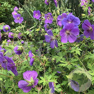 Geranium Blue Sunrise GM P9