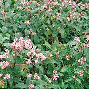 Aconogonon campanulatum 'Rosenrot' GM P9