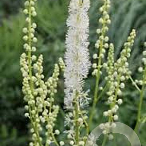 Actaea arizonica GM P9