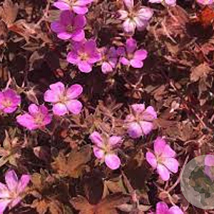Geranium 'Bob's Blunder' GM P9