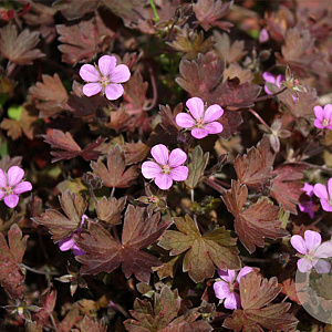 Geranium 'Bob's Blunder' GM P9