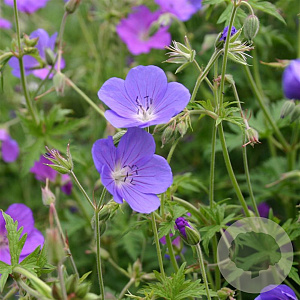 Geranium 'Brookside' GM P9