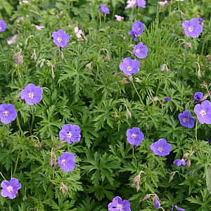 Geranium 'Brookside' GM P9