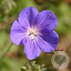 Geranium 'Brookside' GM P9