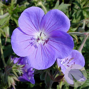 Geranium 'Brookside' GM P9