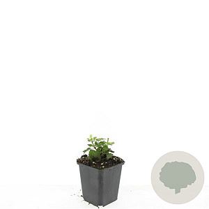 Agastache 'Blue Fortune' GM P9