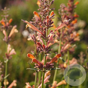 Agastache 'Kolibri' GM P9