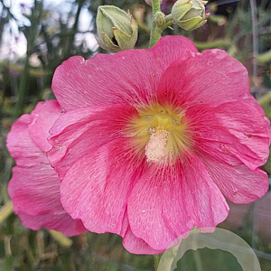 Alcea r. 'Radiant Rose' GM P9