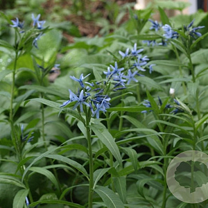 Amsonia elliptica GM P9