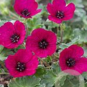 Geranium cin. Jolly Jewel Red GM P9