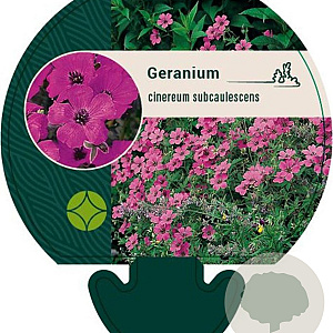Geranium cinereum subcaulescens GM P9