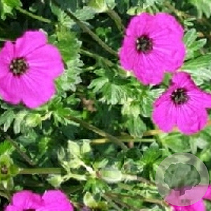 Geranium cinereum subcaulescens GM P9