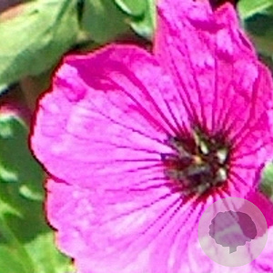 Geranium cinereum subcaulescens GM P9