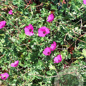 Geranium cinereum subcaulescens GM P9