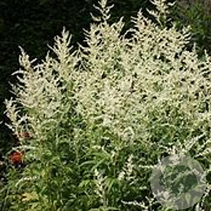 Artemisia lactiflora 'Jim Russell' GM P9