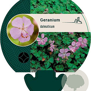Geranium dalmaticum GM P9